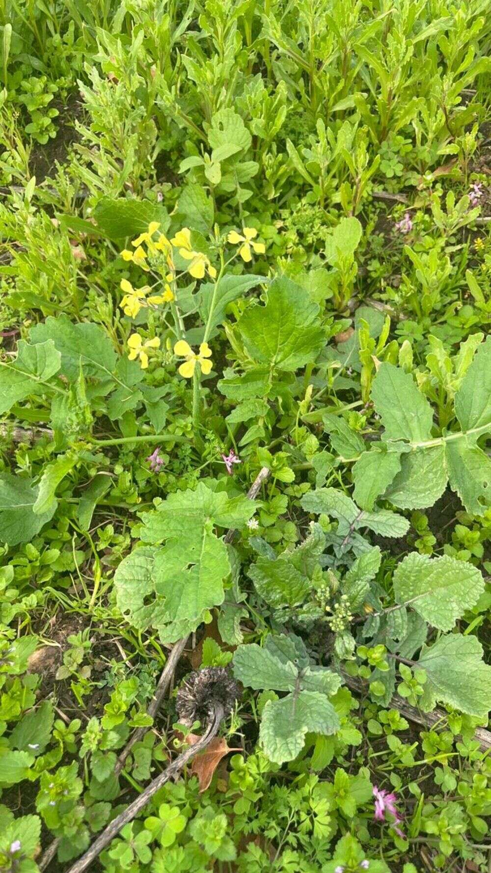 Wild Radish - Weedopedia - detail view